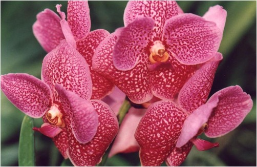 Beautiful Orchids