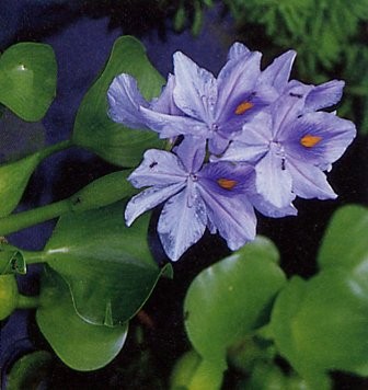 Water Hyacinth