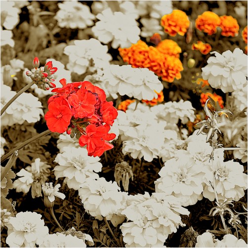 red and orange flowers on sepia