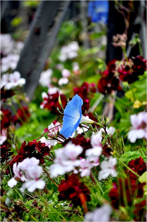 single blue #2