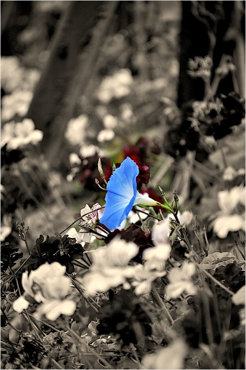 single blue #2 in light sepia canvas