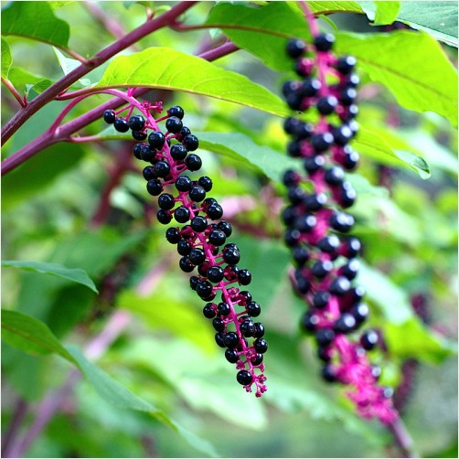 Blue Berries Blue Berries