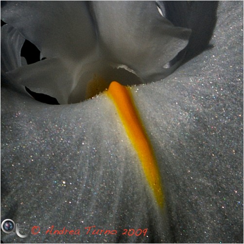 White Iris - Happy 2013