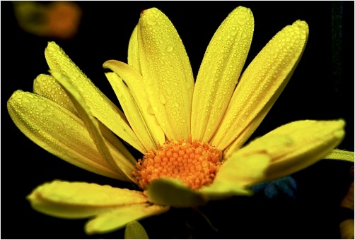 yellow morning dew mood