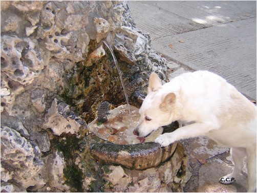 The dog and the fountain