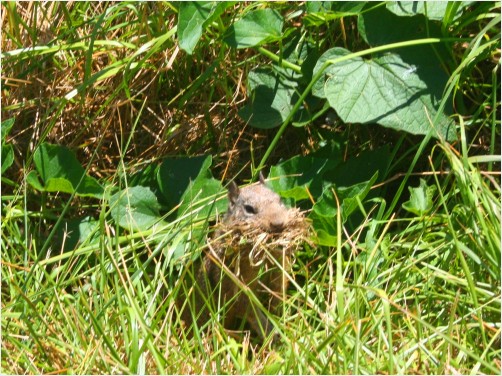 Squirrel with mouthful of grass