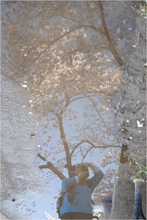 Reflections Washington DC Cherry Blossoms 2010