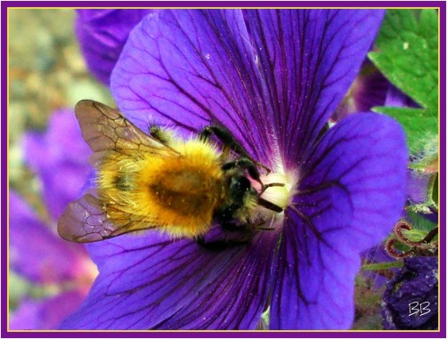 Bee on Blue Geranium