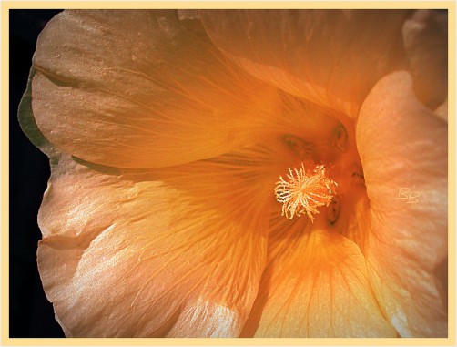 Just Peachy