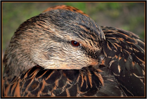 Snuggle Duck