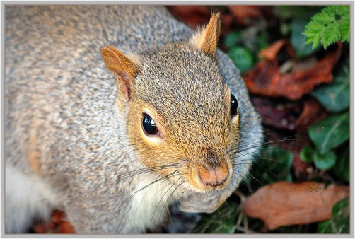 Squirrel Up Close