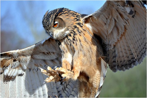 Pouncing Owl