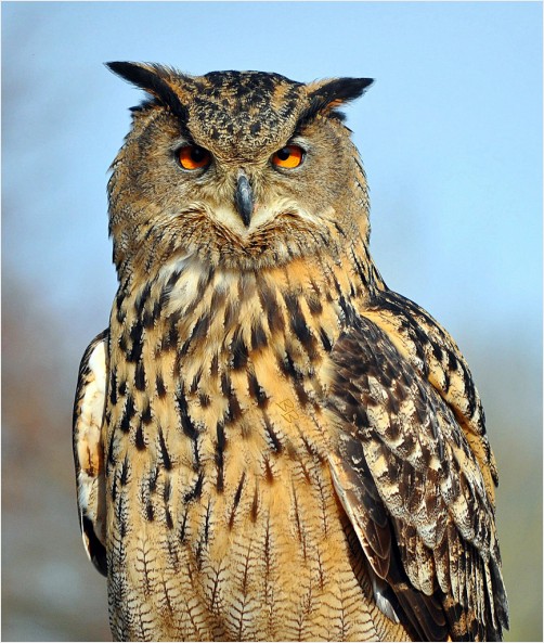 Eurasian Eagle Owl