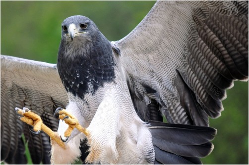 Buzzard Eagle Pounces