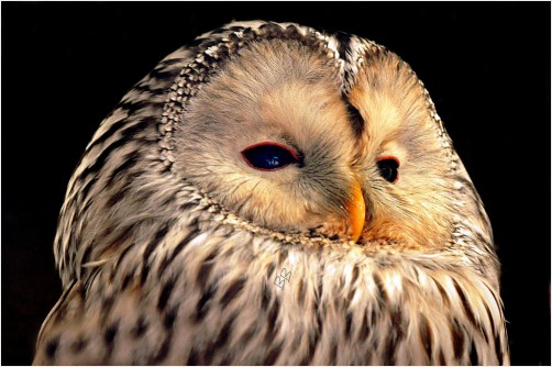 A Ural Owl Close Up