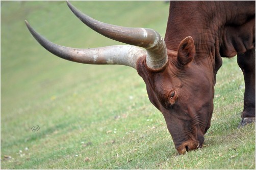 A Lot of Bull