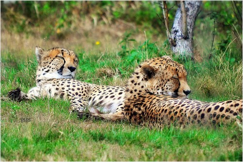 Chillin' Cheetahs