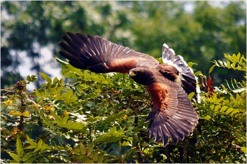 Harris Hawk in Flight