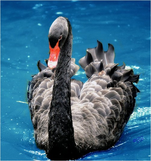 Single Black Swan