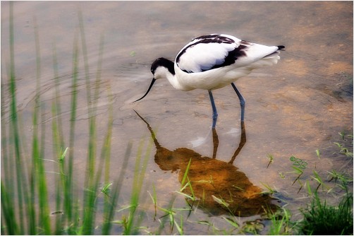 Pied Avocet