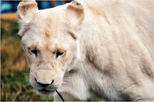 Young White Lioness