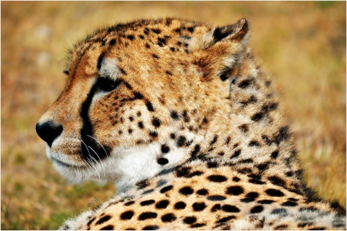 Cheetah ~ Up Close