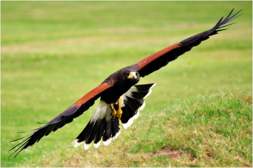 Harris Hawk Flying Low