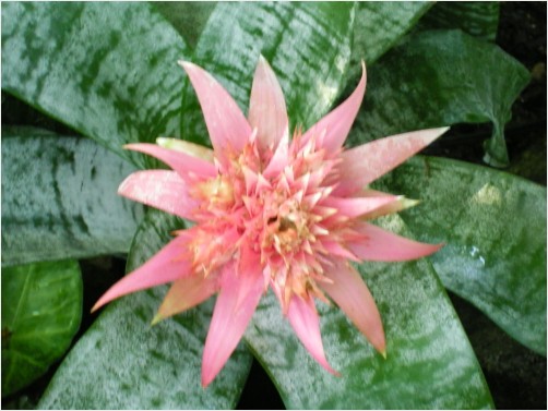 Tropical Plants Photo
