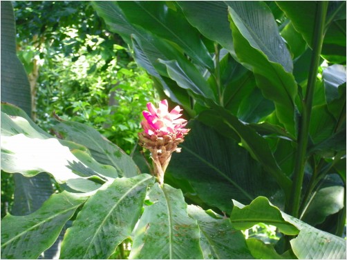 Tropical Plant in the Sun