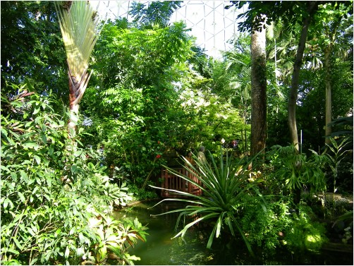 Inside the Tropical Dome