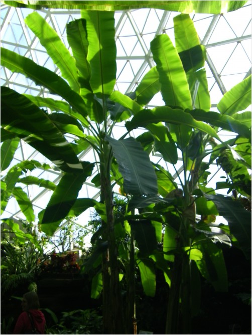 Banana Tree