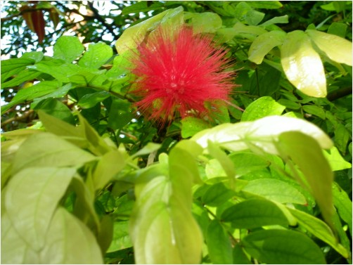 Unique Red Tropical Plant