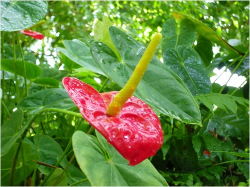Red Tropical Plant