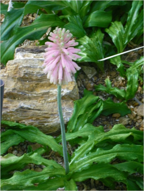Desert Flower