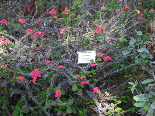 Crown of Thorns Plant