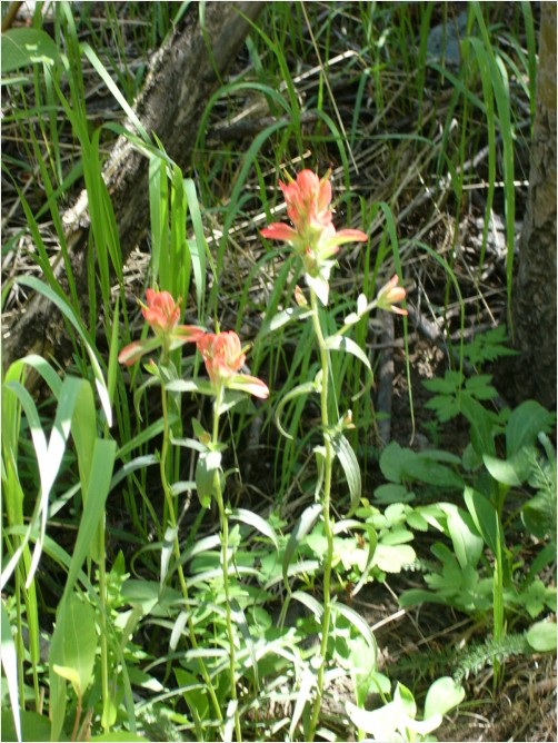 Flowers Growing in the Mountains