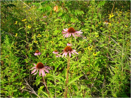 Summertime Flowers and Grass