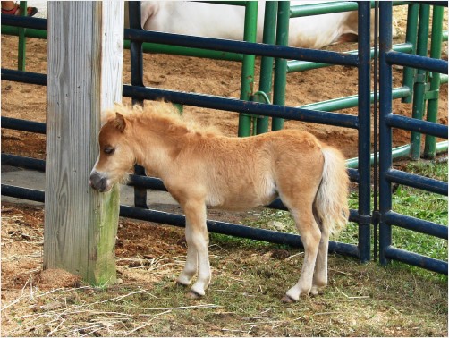 Miniature Horse pony