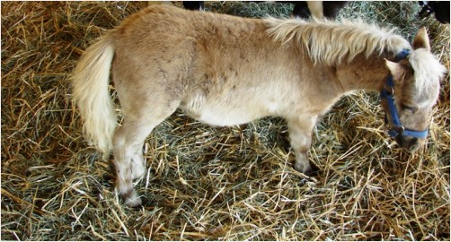 MINIATURE PONY FOAL (baby)