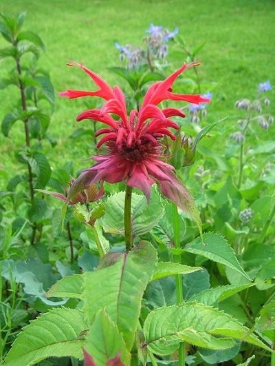 Bergamot - Herb
