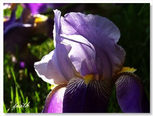 Iris Flower 3 Pale Purple
