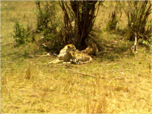 Cheetah Familly