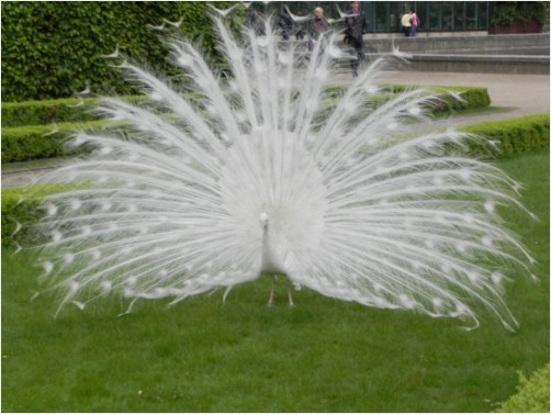 A white peacock