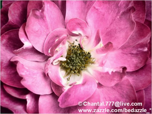Dark Pink Rose ~ Garden Flowers ~ Nature Outdoors