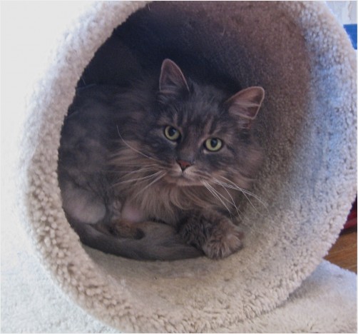 Mouse (Yes, Mouse is a Cat)