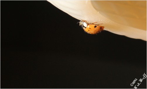 Ladybug
