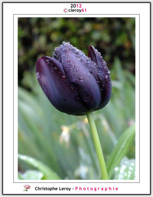 Purple tulip under the rain