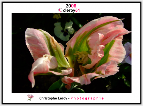 Pink Green Tulip n°2