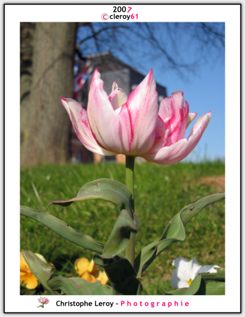 Pink Tulip