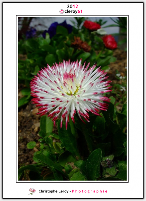 pink daisy paquerette